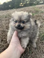 Akc orange sable, a male Pomeranian for sale in Trion, GA – Photo 2 of 4