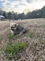 Akc orange sable, a male Pomeranian for sale in Trion, GA – Photo 4 of 4