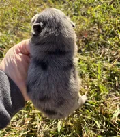 Ckc Merle boy , a female Pomeranian for sale in Trion, GA – 4 of 5