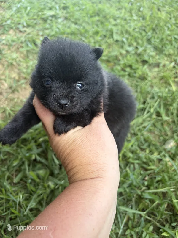Ckc small black girl raven  – Pomeranian puppy for sale in Trion, GA