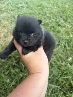 Ckc small black girl raven , a female Pomeranian for sale in Trion, GA – 1 of 4