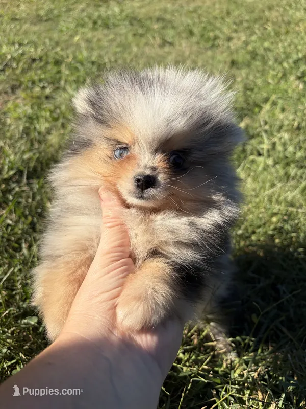 AKC black Merle with tan  – Pomeranian puppy for sale in Trion, GA