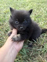 Ckc small black and tan , a male Pomeranian for sale in Trion, GA – 3 of 4
