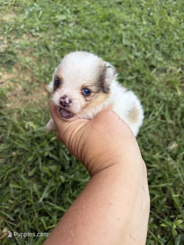 AKC tiny sable Parti  – Pomeranian puppy for sale in Trion, GA