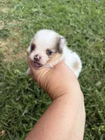 AKC tiny sable Parti , a male Pomeranian for sale in Trion, GA – 1 of 6