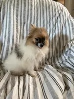 Ckc Orange sable parti freckles, a female Pomeranian for sale in Trion, GA – 2 of 4