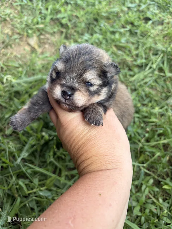 AKC orange sable girl  – Pomeranian puppy for sale in Trion, GA