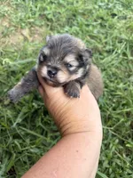AKC orange sable girl , a female Pomeranian for sale in Trion, GA – 1 of 6