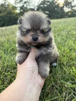 AKC orange sable girl limited AKC , a female Pomeranian for sale in Trion, GA – 2 of 6