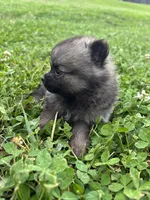 Akc dark orange sable girl , a female Pomeranian for sale in Trion, GA – 4 of 5