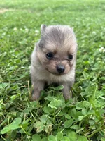 Akc small sable Merle from pepper, a female Pomeranian for sale in Trion, GA – 2 of 5