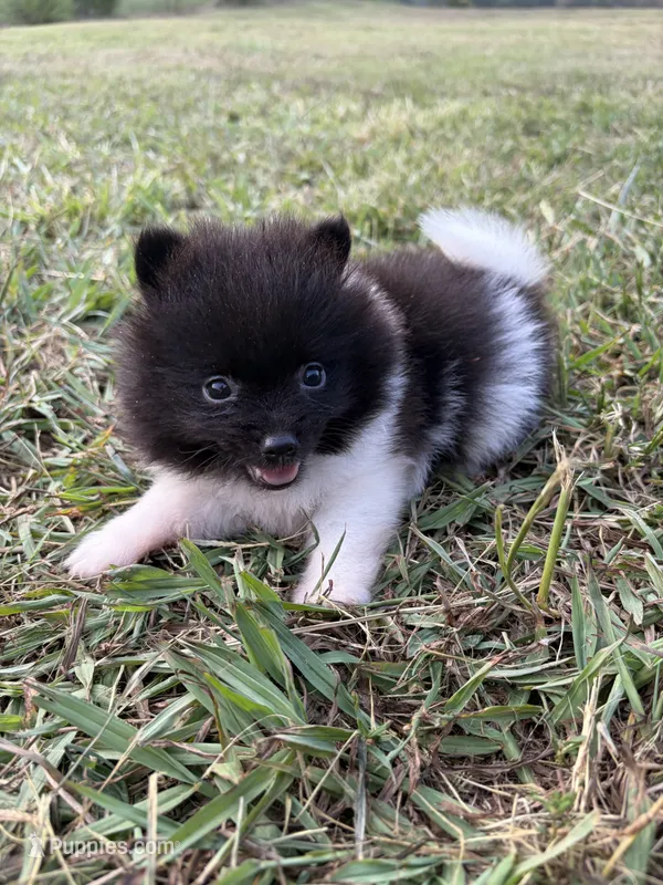 Ckc small Parti boy from Raven  – Pomeranian puppy for sale in Trion, GA