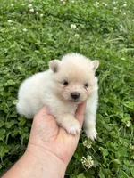 Akc cream , a female Pomeranian for sale in Trion, GA – 3 of 4