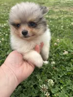 Ckc Merle girl , a female Pomeranian for sale in Trion, GA – 3 of 4
