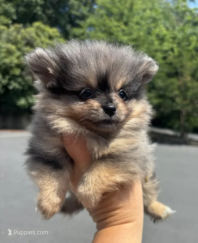 Akc black and tan Merle  – Pomeranian puppy for sale in Trion, GA