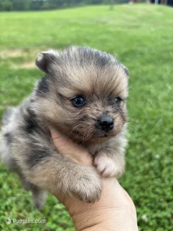 Akc sable Merle girl pepper  – Pomeranian puppy for sale in Trion, GA