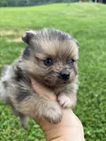 Akc sable Merle girl pepper , a female Pomeranian for sale in Trion, GA – 1 of 5