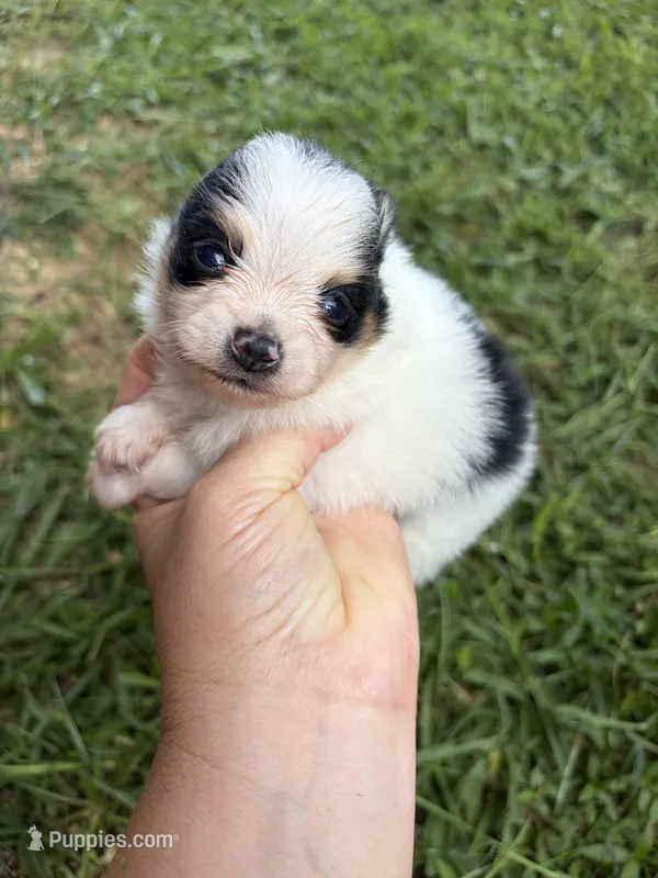 AKC tiny Tri Parti  – Pomeranian puppy for sale in Trion, GA