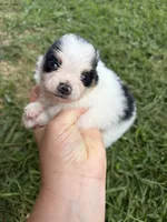 AKC tiny Tri Parti , a male Pomeranian for sale in Trion, GA – 1 of 6