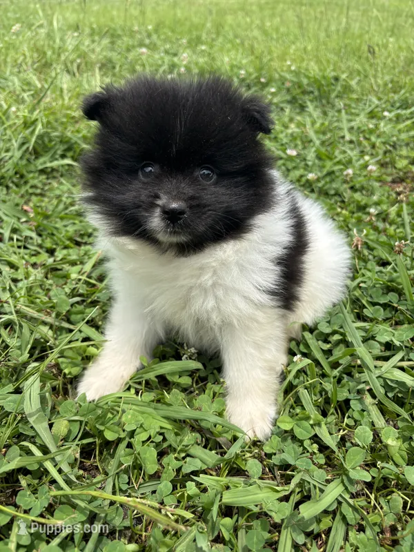 Ckc black parti boy  – Pomeranian puppy for sale in Trion, GA
