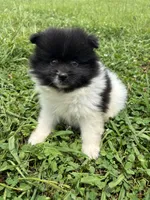 Ckc black parti boy , a male Pomeranian for sale in Trion, GA – 1 of 4