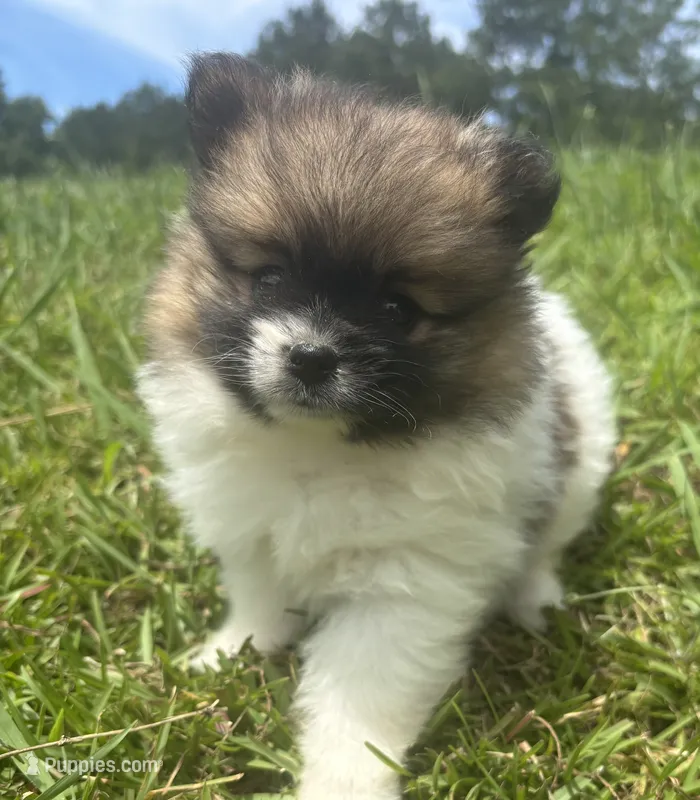 Ckc Orange sable parti freckles – Pomeranian puppy for sale in Trion, GA