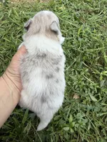 Ckc Merle , a male Pomeranian for sale in Trion, GA – 3 of 4
