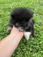 Akc black and tan , a female Pomeranian for sale in Trion, GA – 3 of 4