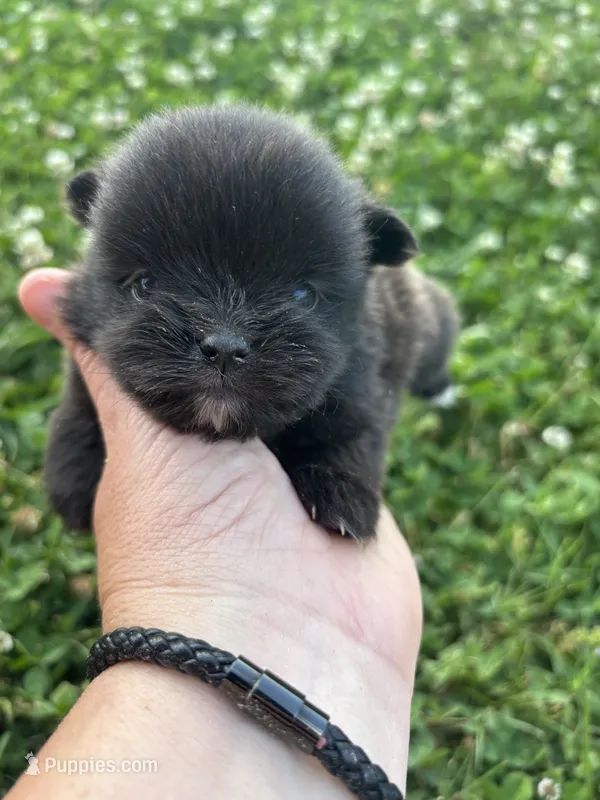 Ckc black and white  – Pomeranian puppy for sale in Trion, GA