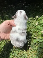 Ckc blue Merle 3 , a male Pomeranian for sale in Trion, GA – 4 of 4