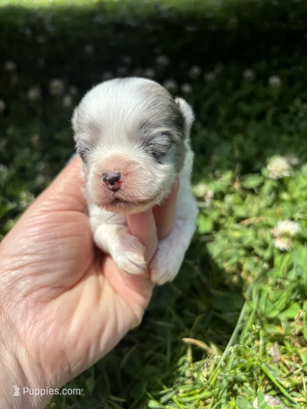 Ckc blue Merle 3 , a male Pomeranian for sale in Trion, GA – 1 of 4