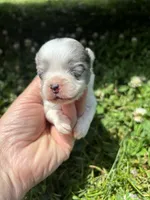 Ckc blue Merle 3 , a male Pomeranian for sale in Trion, GA – 1 of 4