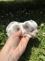 Ckc blue Merle 3 , a male Pomeranian for sale in Trion, GA – 2 of 4