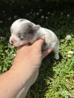 Ckc blue Merle 3 , a male Pomeranian for sale in Trion, GA – 3 of 4
