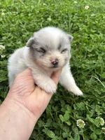 Ckc blue Merle parti , a female Pomeranian for sale in Trion, GA – 4 of 4