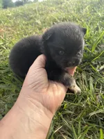 Akc black and tan , a female Pomeranian for sale in Trion, GA – Photo 4 of 4