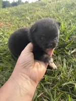 Akc black and tan , a female Pomeranian for sale in Trion, GA – Photo 3 of 4