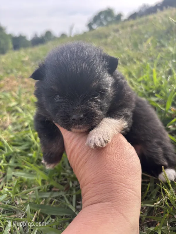 Akc black and tan  – Pomeranian puppy for sale in Trion, GA
