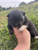 Akc black and tan , a female Pomeranian for sale in Trion, GA – Photo 1 of 4