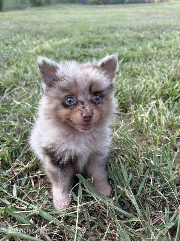 Ckc chocolate and tan  – Pomeranian puppy for sale in Trion, GA
