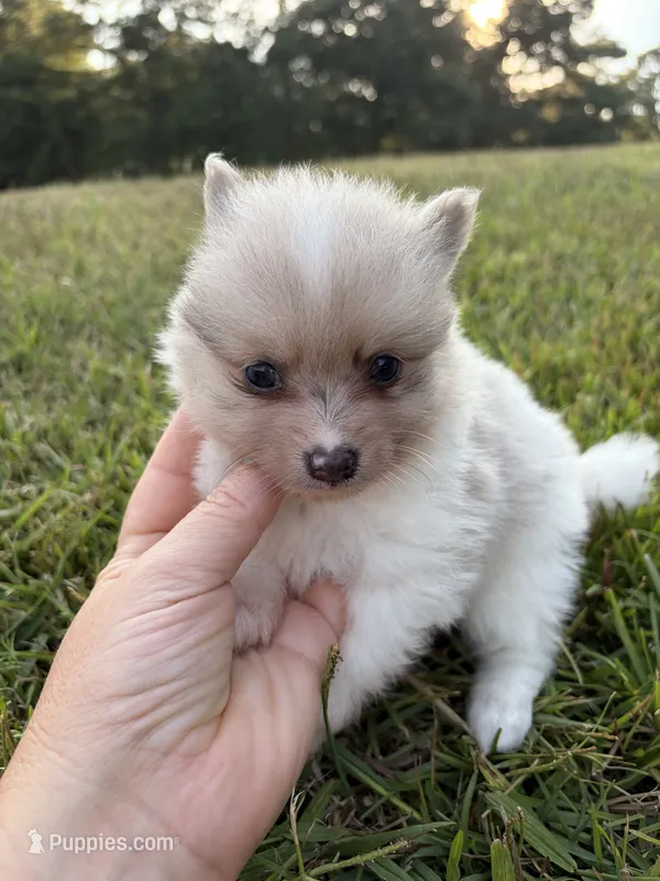 Ckc Merle  – Pomeranian puppy for sale in Trion, GA