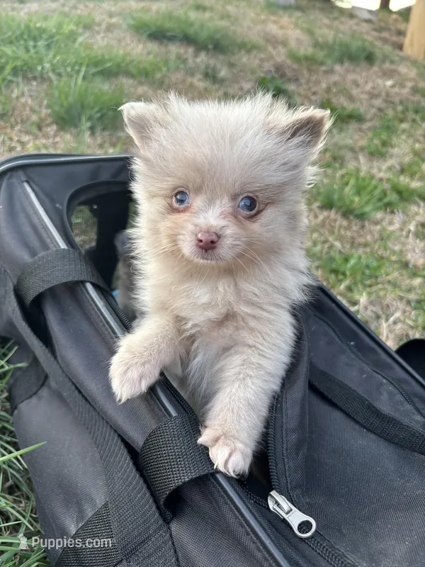 AKC chocolate merle with blue eyes