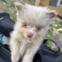 AKC chocolate merle with blue eyes, a male Pomeranian for sale in Trion, GA – Photo 2 of 4