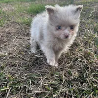 AKC chocolate merle with blue eyes, a male Pomeranian for sale in Trion, GA – Photo 4 of 4