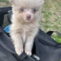 AKC chocolate merle with blue eyes, a male Pomeranian for sale in Trion, GA – Photo 3 of 4