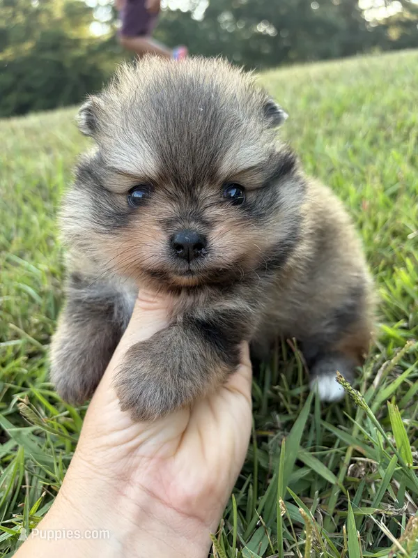 AKC orange sable girl limited AKC  – Pomeranian puppy for sale in Trion, GA