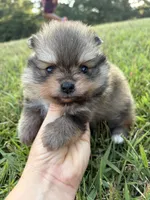 AKC orange sable girl limited AKC , a female Pomeranian for sale in Trion, GA – 1 of 6