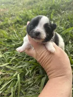 Akc black parti , a female Pomeranian for sale in Trion, GA – Photo 3 of 4