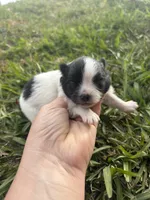 Akc black parti , a female Pomeranian for sale in Trion, GA – Photo 2 of 4