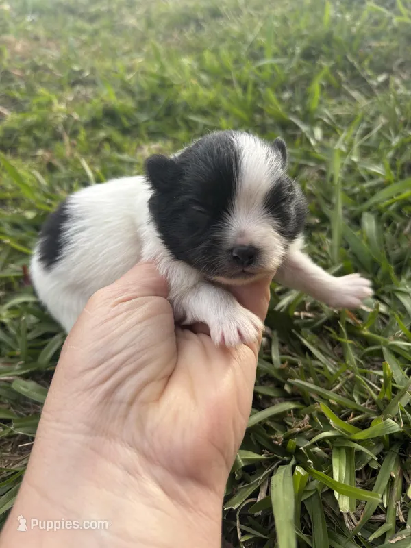 Akc black parti  – Pomeranian puppy for sale in Trion, GA